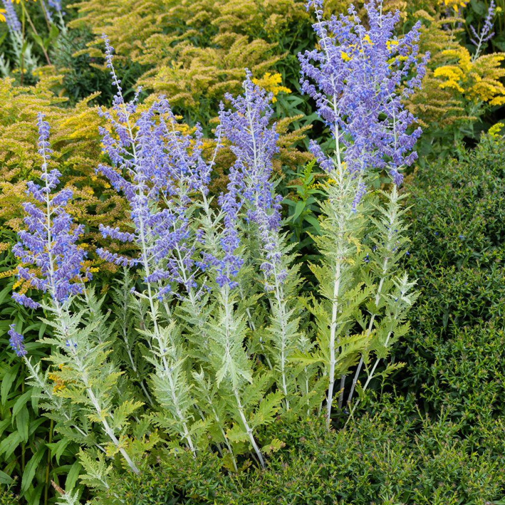 Perowskia łobodolistna Blue Spire