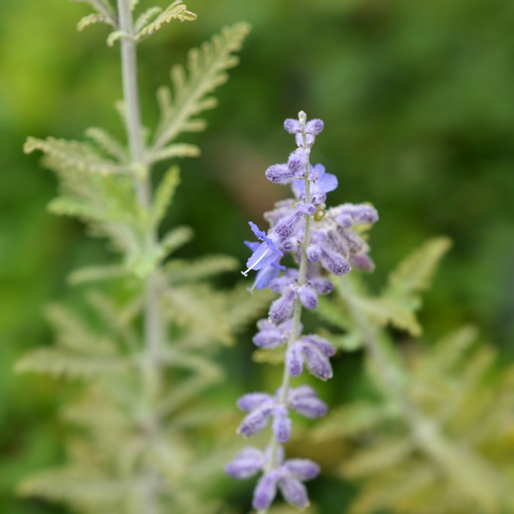 Perowskia łobodolistna Blue Spire