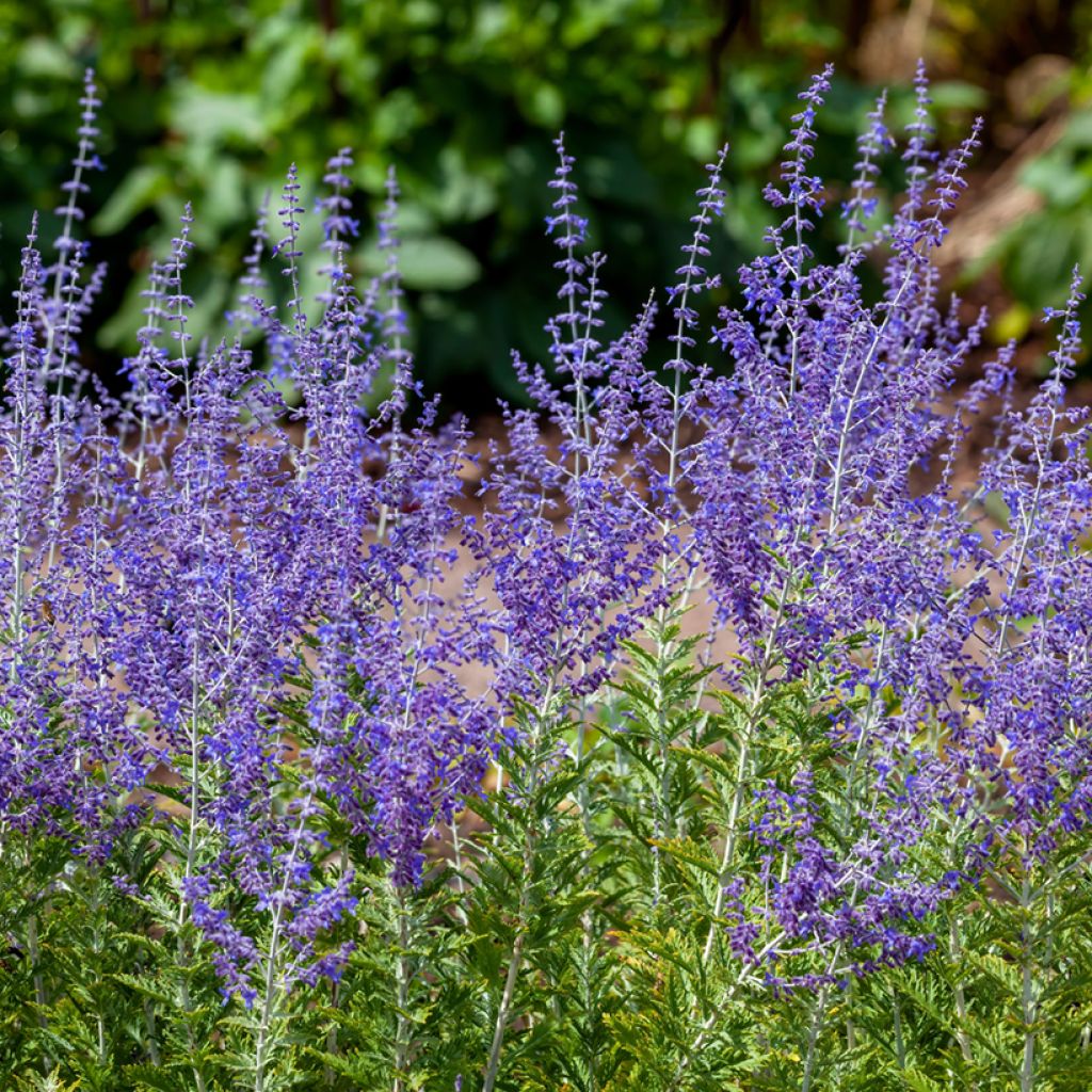 Perowskia łobodolistna Blue Spire