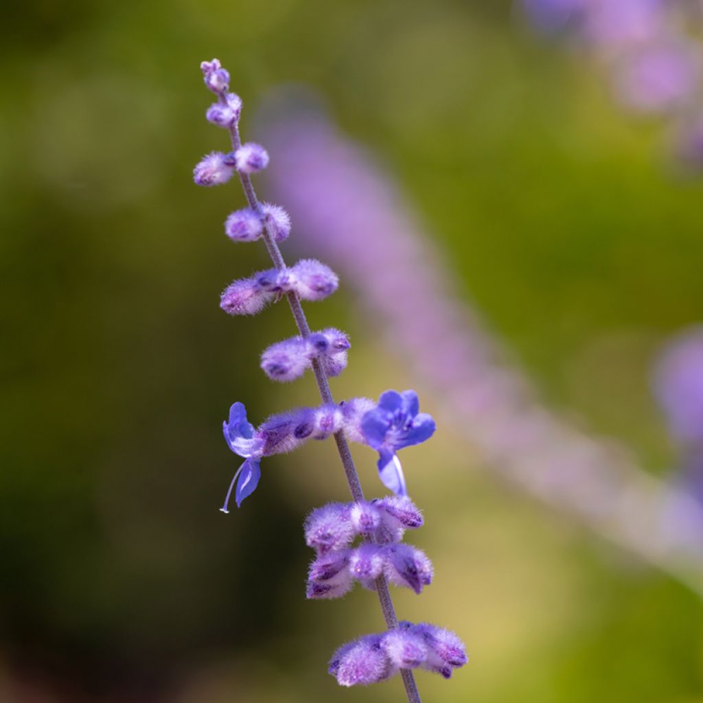 Perowskia łobodolistna Blue Spire
