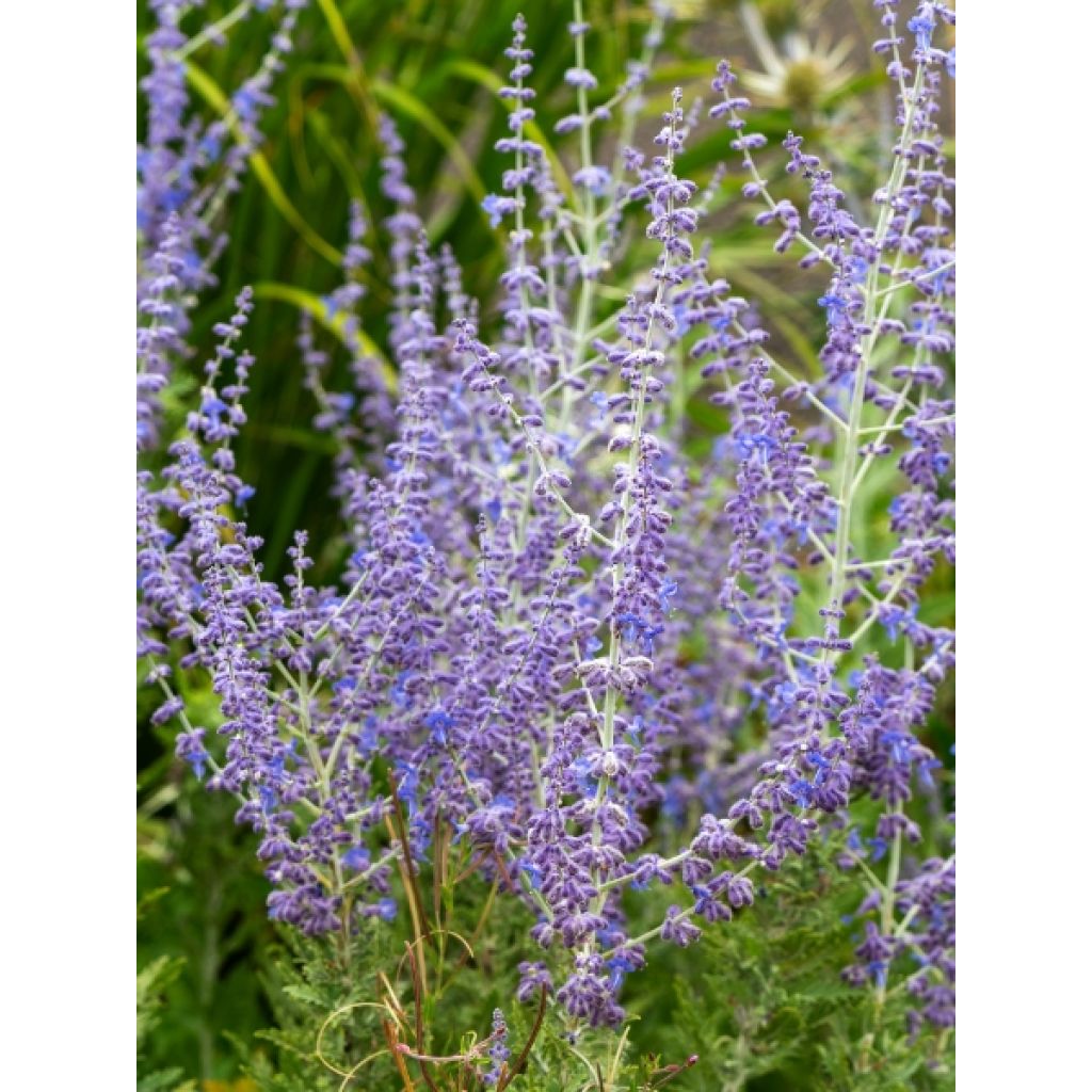 Perowskia łobodolistna Blue Spire