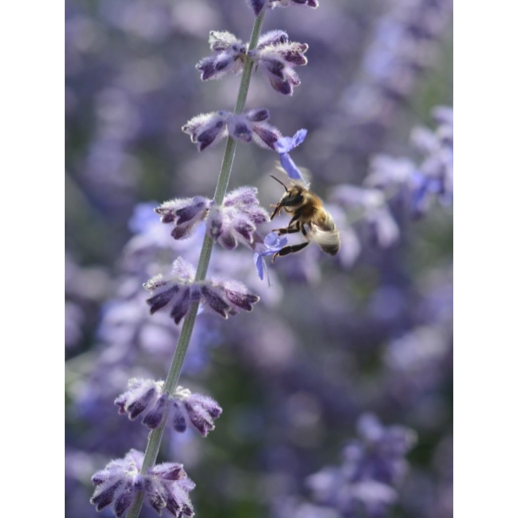 Perowskia łobodolistna Blue Spire