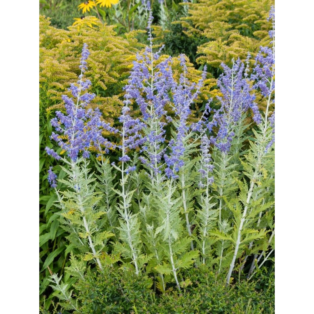 Perowskia łobodolistna Blue Spire