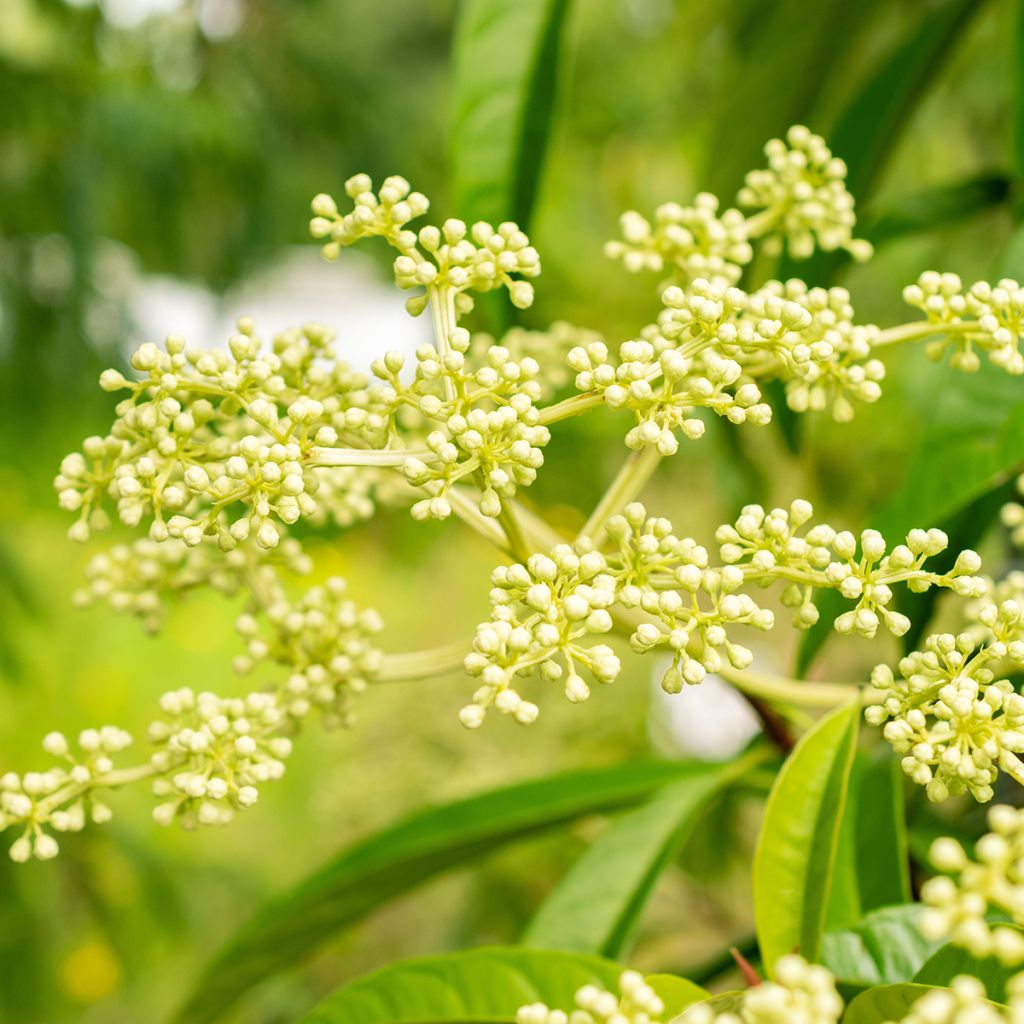 Pileostegia viburnoides - Pileostegia pnąca