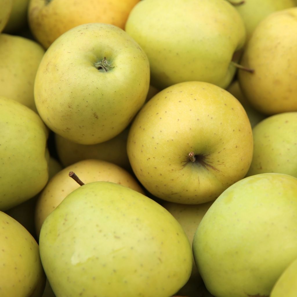 Jabłoń Golden Delicious