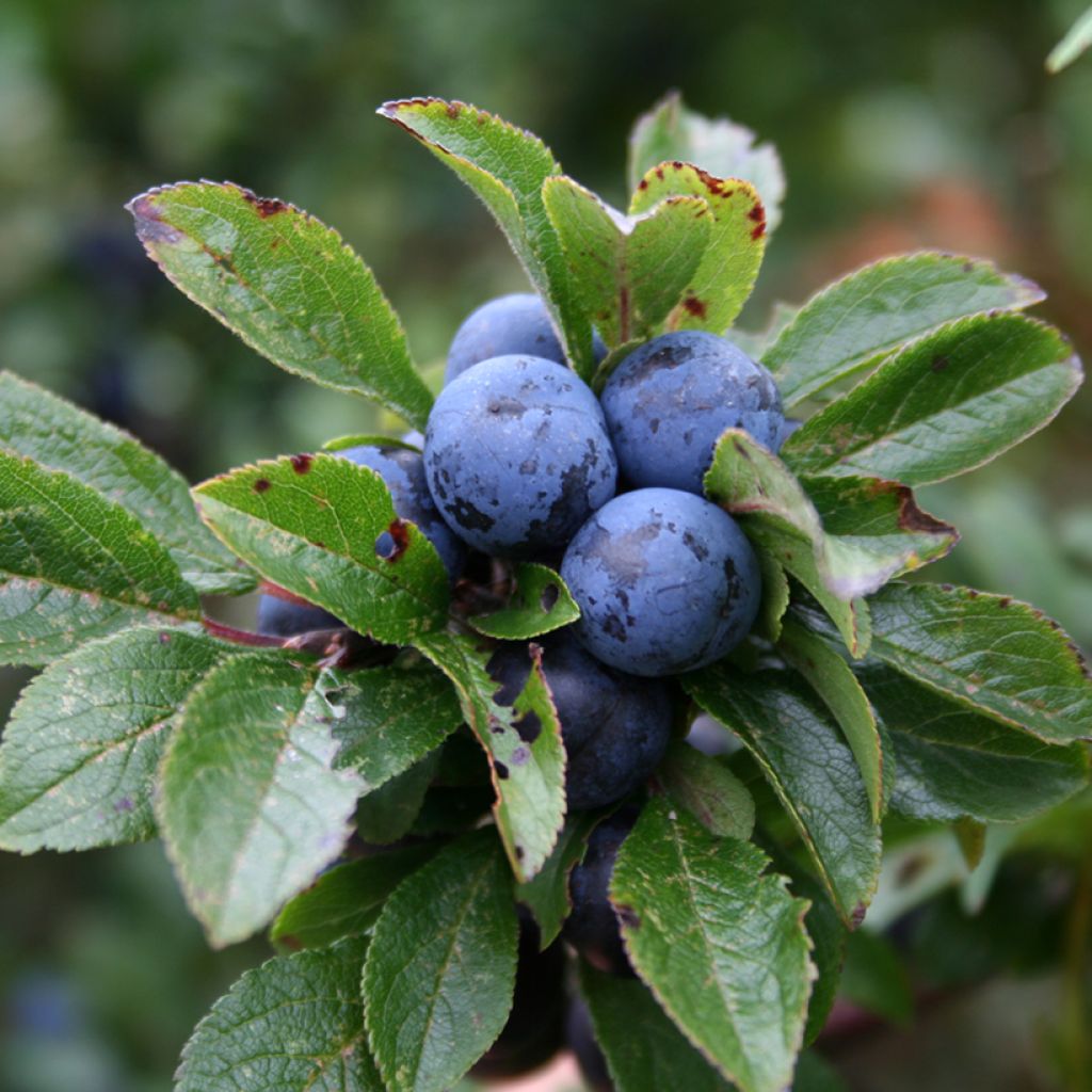 Śliwa tarnina - Prunus spinosa