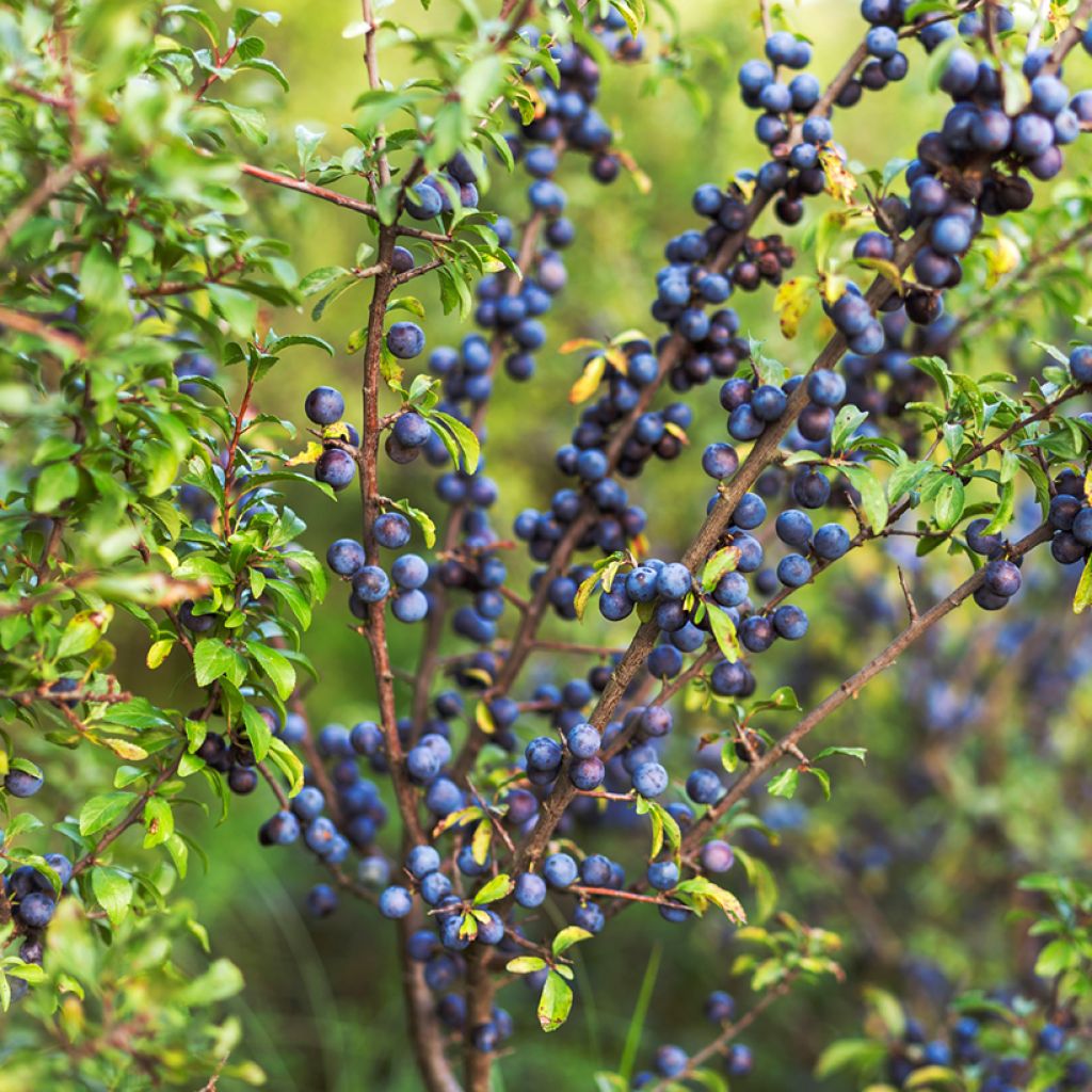 Śliwa tarnina - Prunus spinosa