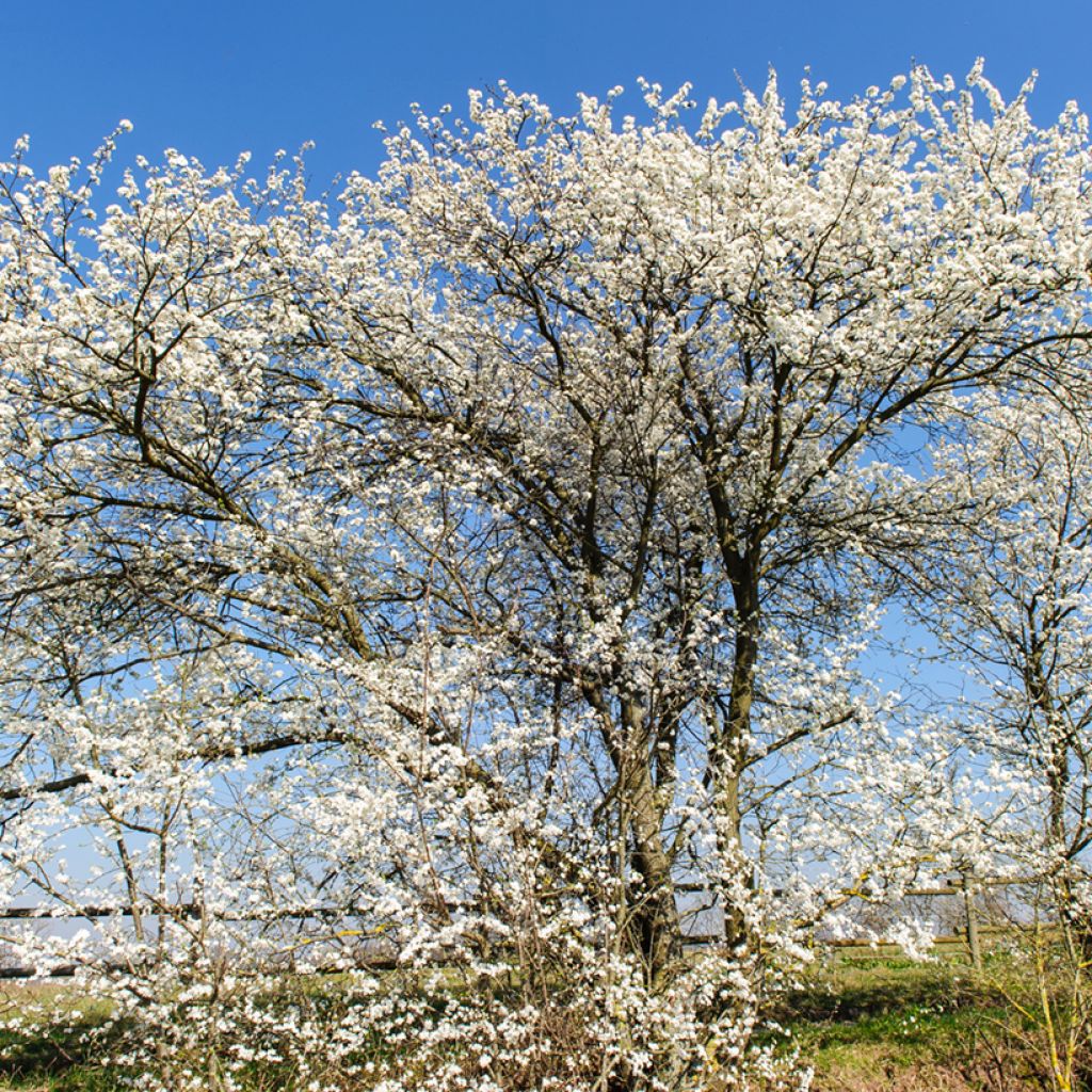 Śliwa tarnina - Prunus spinosa