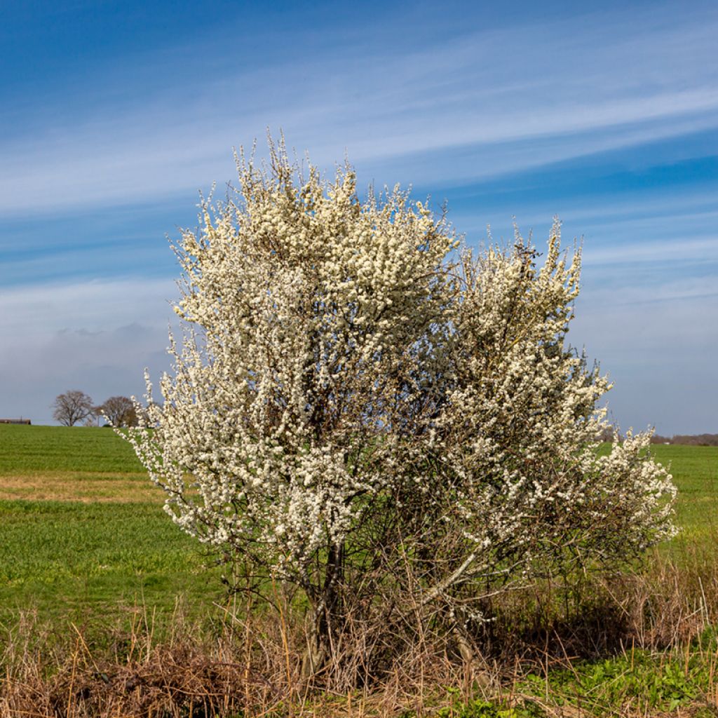 Śliwa tarnina - Prunus spinosa