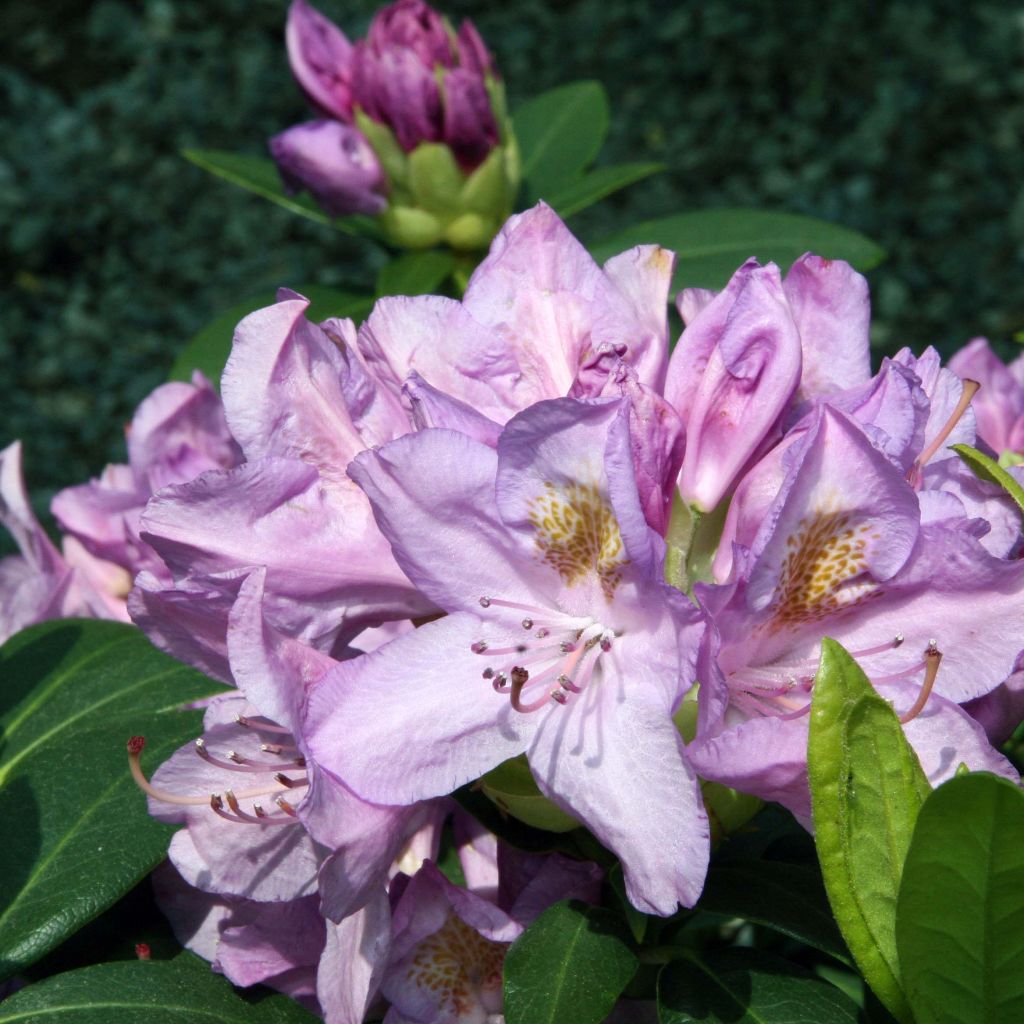 Różanecznik Grandiflorum