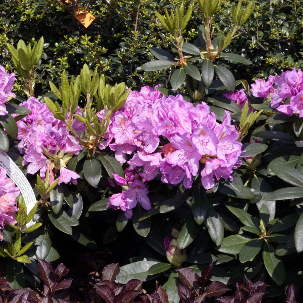 Różanecznik Grandiflorum