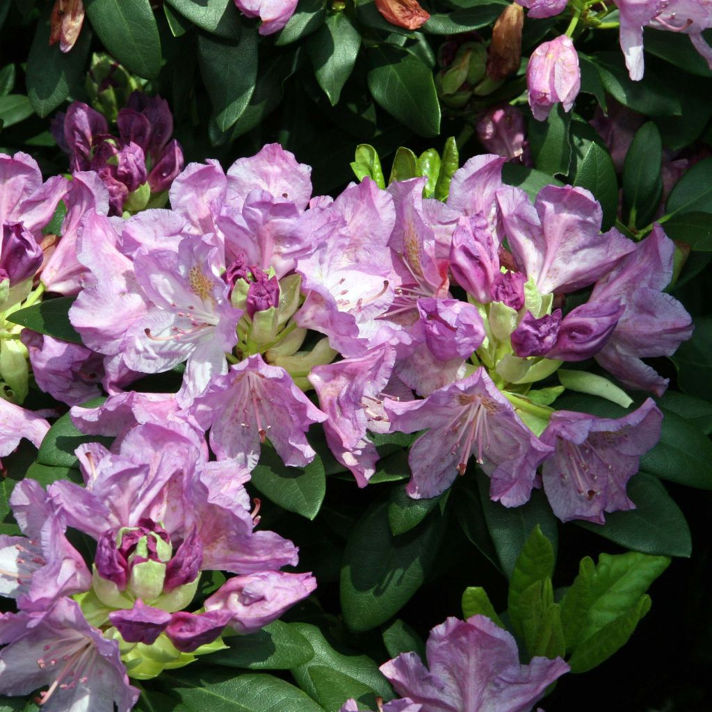 Różanecznik Grandiflorum