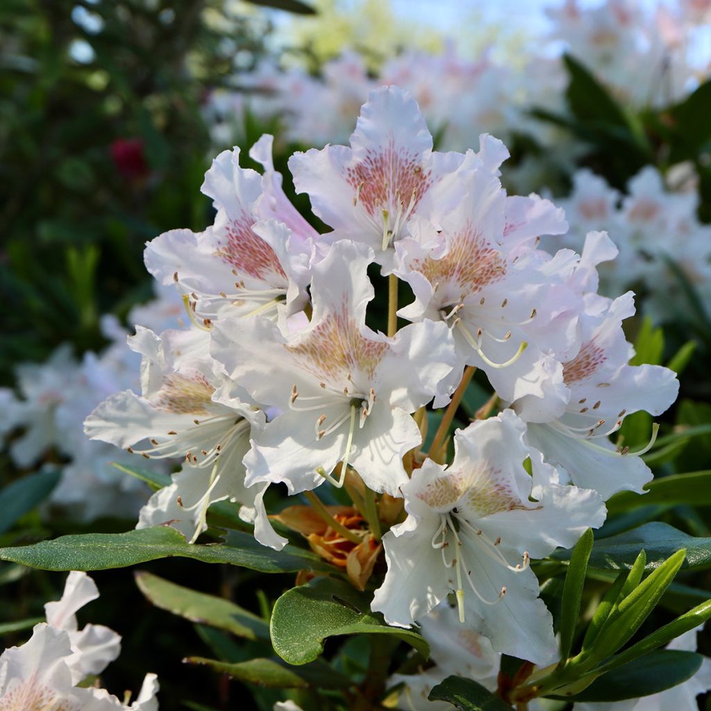 Różanecznik Cunningham's White