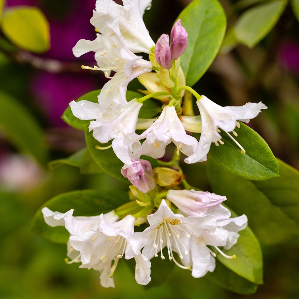 Różanecznik Cunningham's White