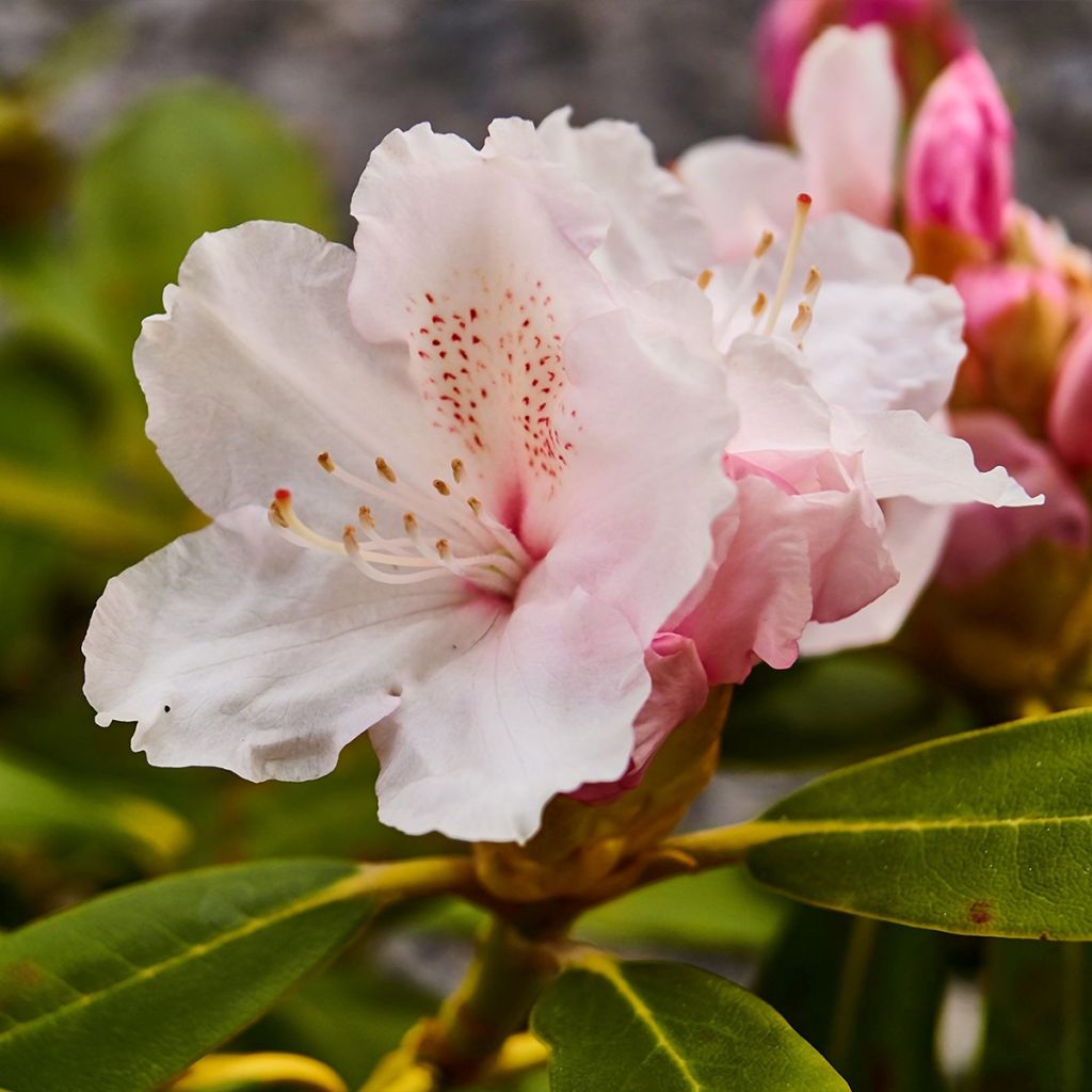 Różanecznik Cunningham's White