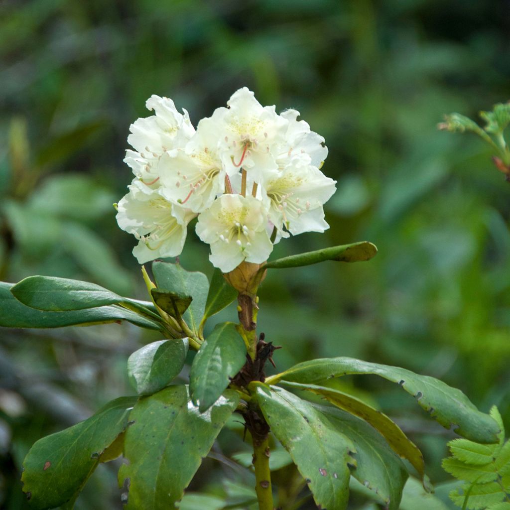 Różanecznik Cunningham's White