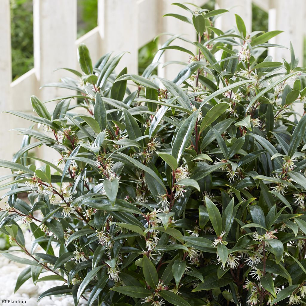 Sarcococca hookeriana Purple Gem ('PURPLERIJ1')