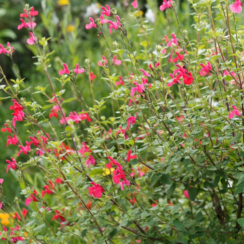 Szałwia drobnolistna - Salvia microphylla grahamii