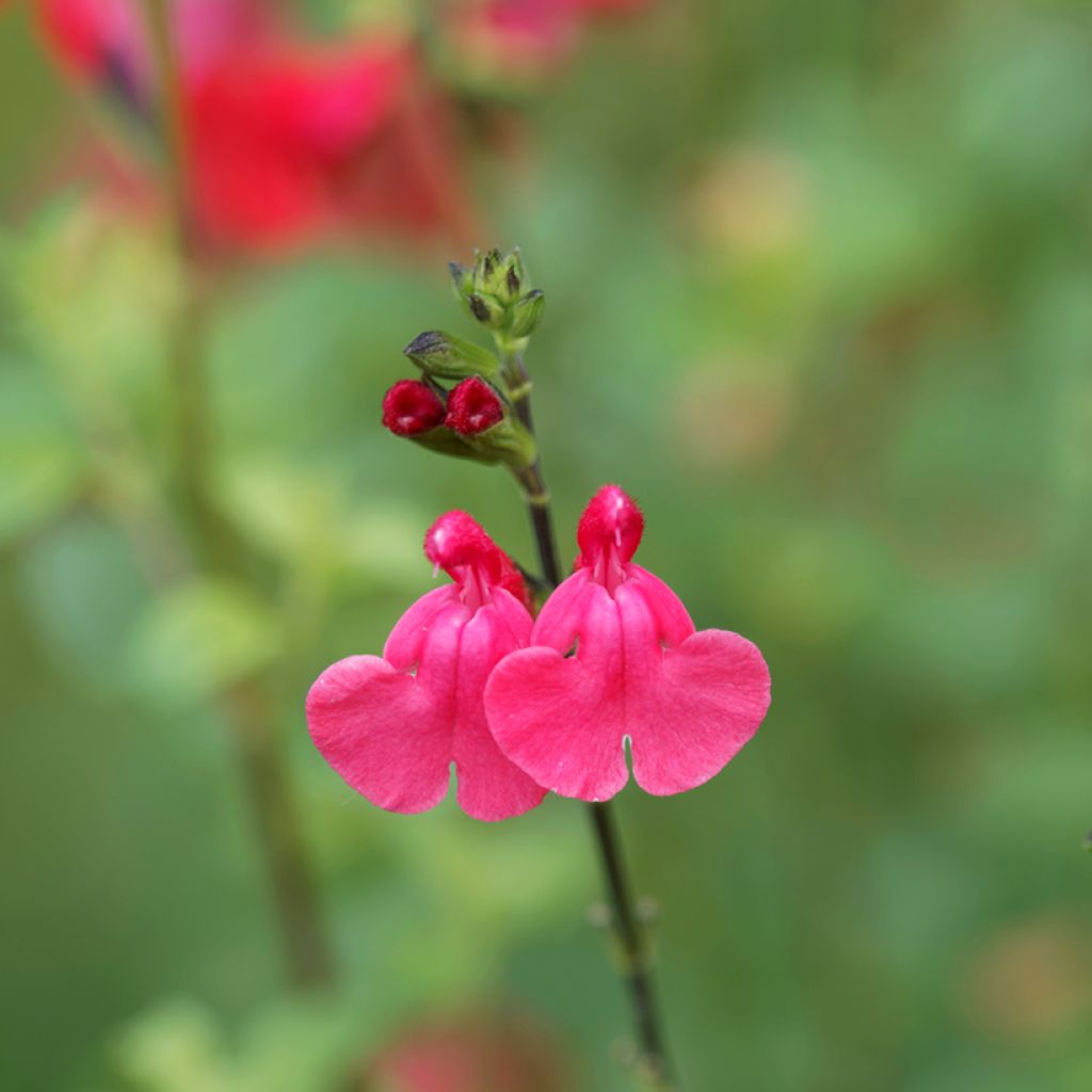 Szałwia drobnolistna - Salvia microphylla grahamii
