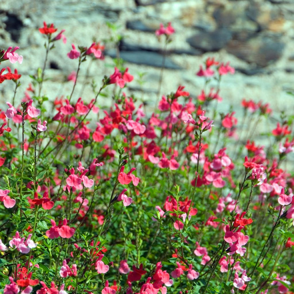 Szałwia drobnolistna - Salvia microphylla grahamii