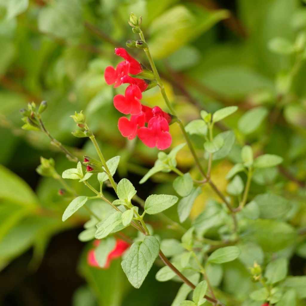 Szałwia drobnolistna - Salvia microphylla grahamii