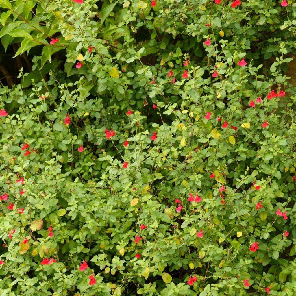 Szałwia drobnolistna - Salvia microphylla grahamii
