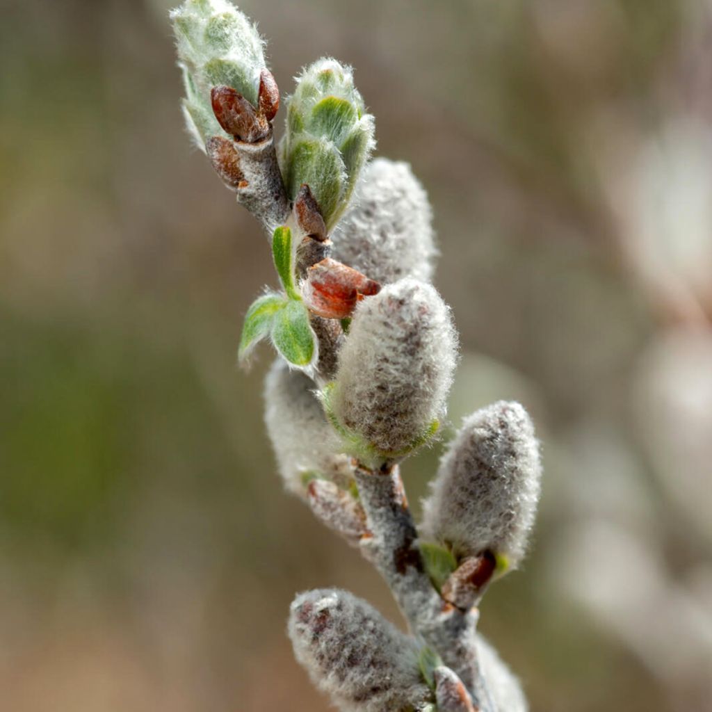 Salix candida Jefberg Iceberg Alley - Wierzba