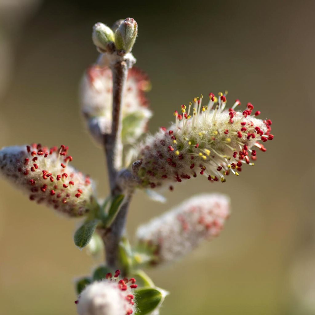 Salix candida Jefberg Iceberg Alley - Wierzba