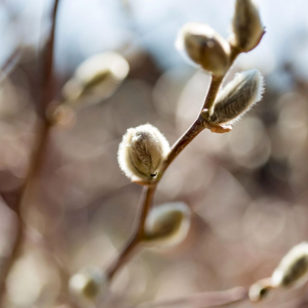 Salix candida Jefberg Iceberg Alley - Wierzba