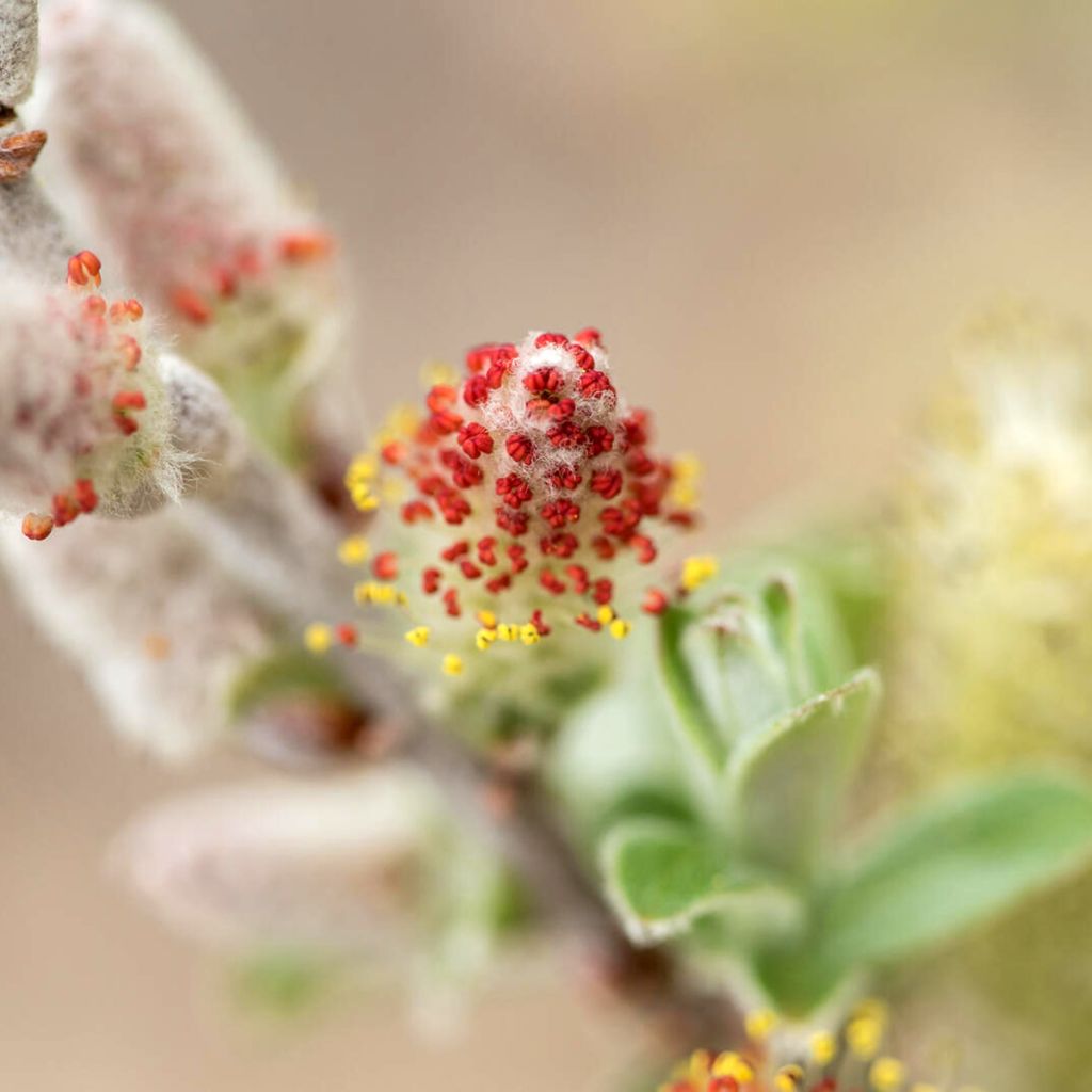 Salix candida Jefberg Iceberg Alley - Wierzba