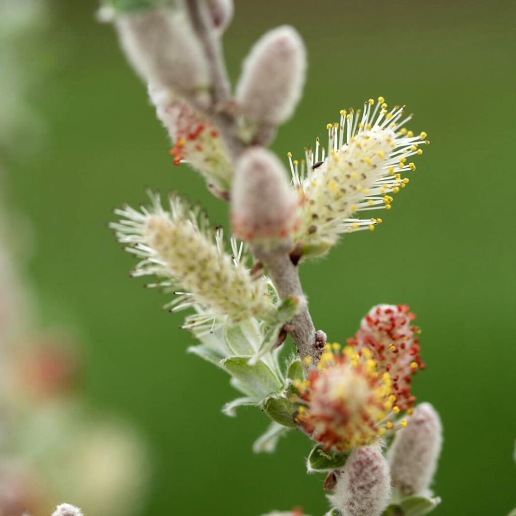 Salix candida Jefberg Iceberg Alley - Wierzba