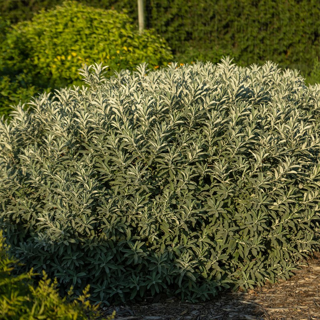 Salix candida Jefberg Iceberg Alley - Wierzba