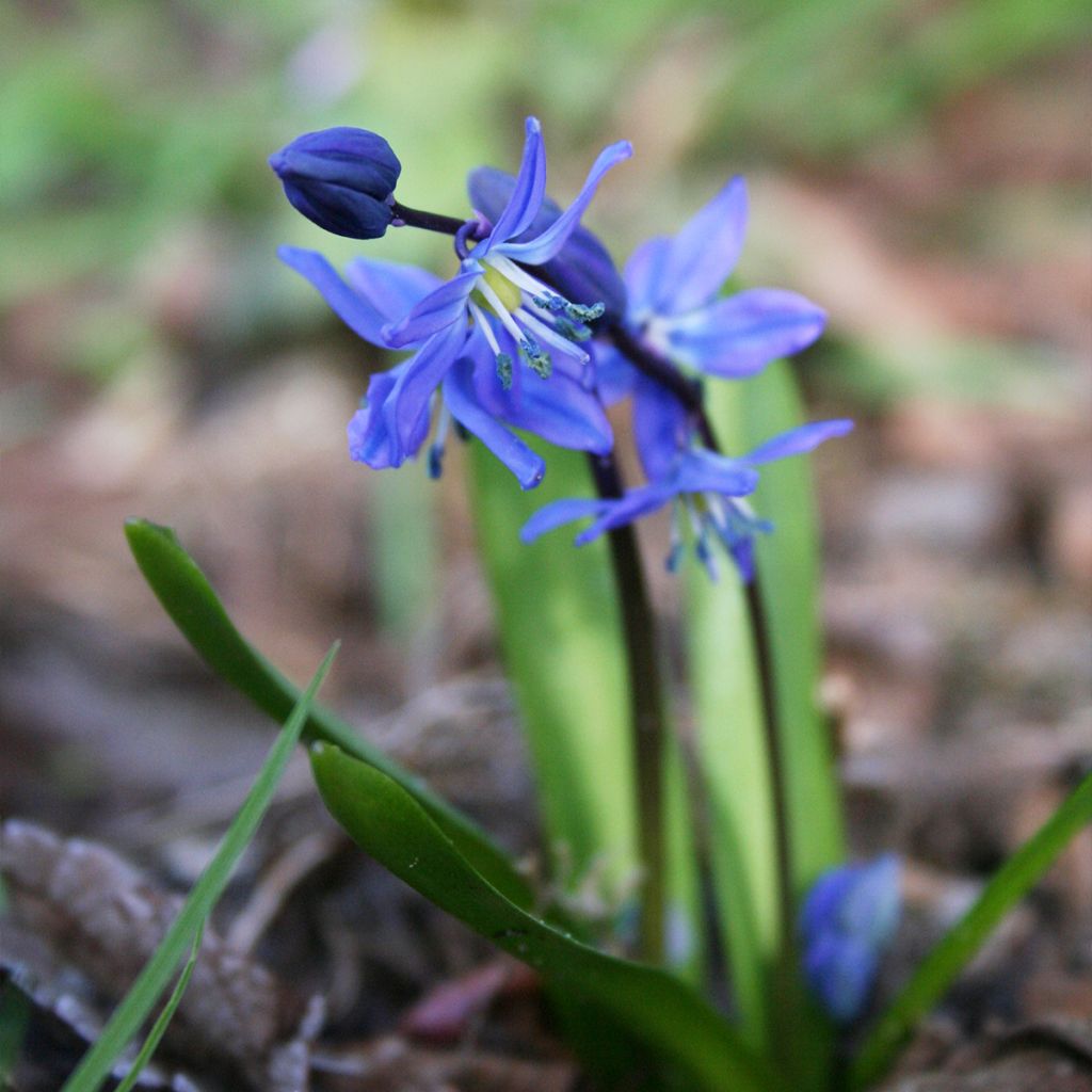 Cebulica syberyjska - Scilla siberica