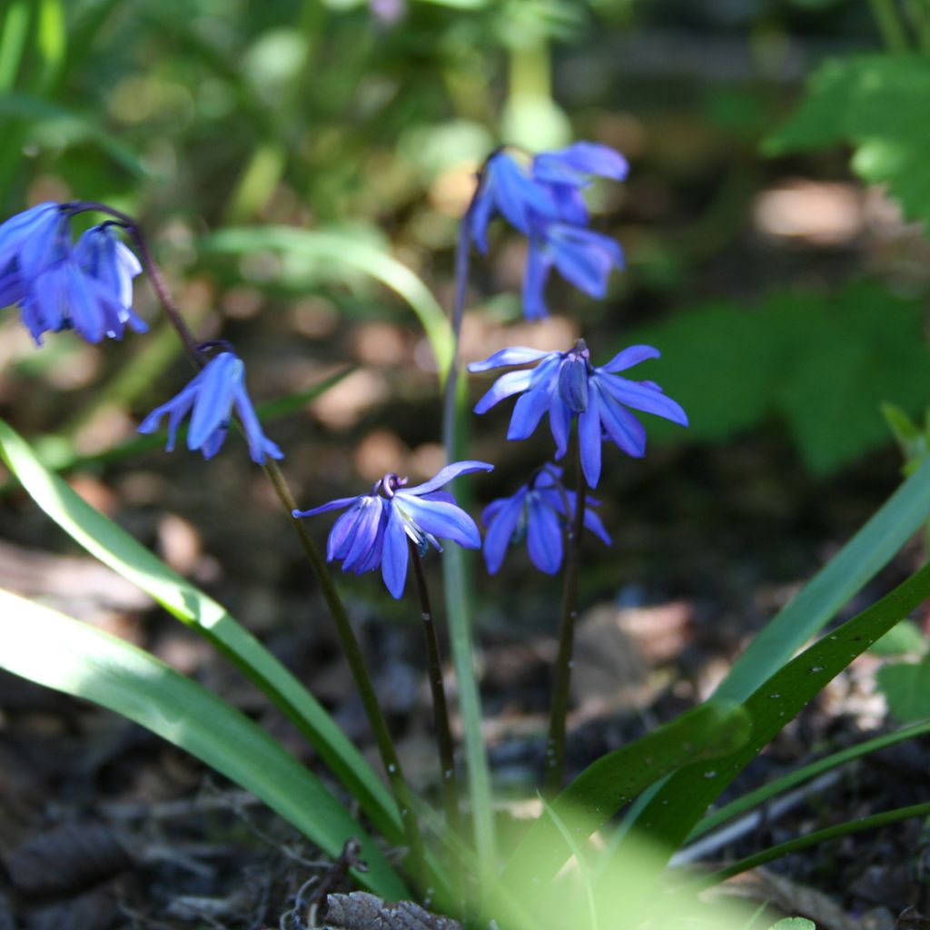 Cebulica syberyjska - Scilla siberica