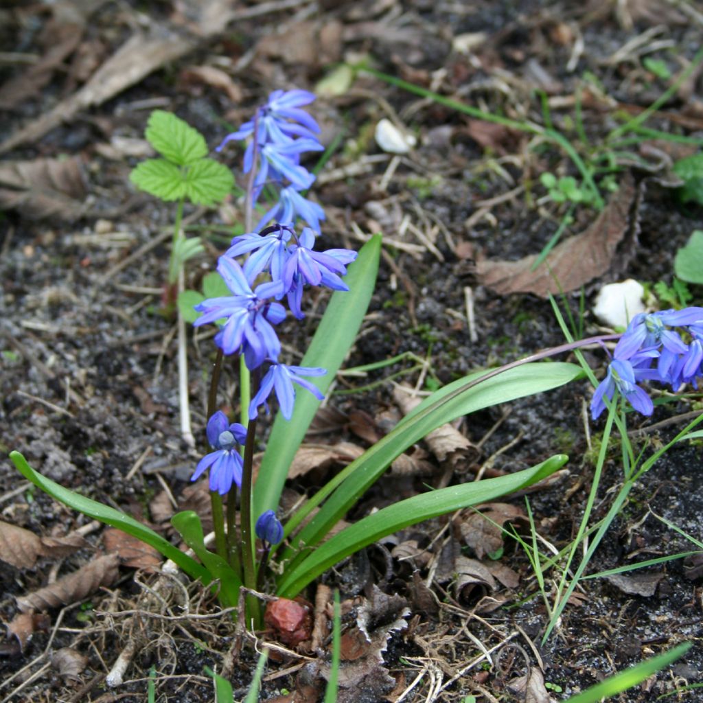 Cebulica syberyjska - Scilla siberica