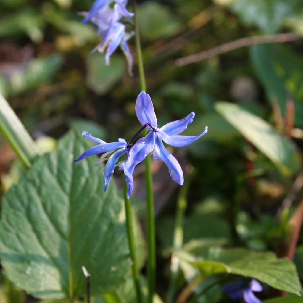Cebulica syberyjska - Scilla siberica