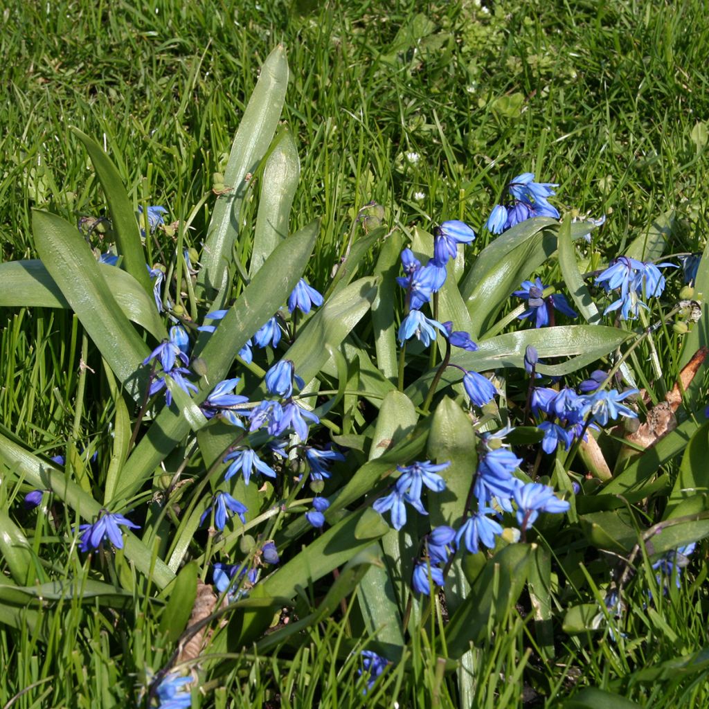 Cebulica syberyjska - Scilla siberica