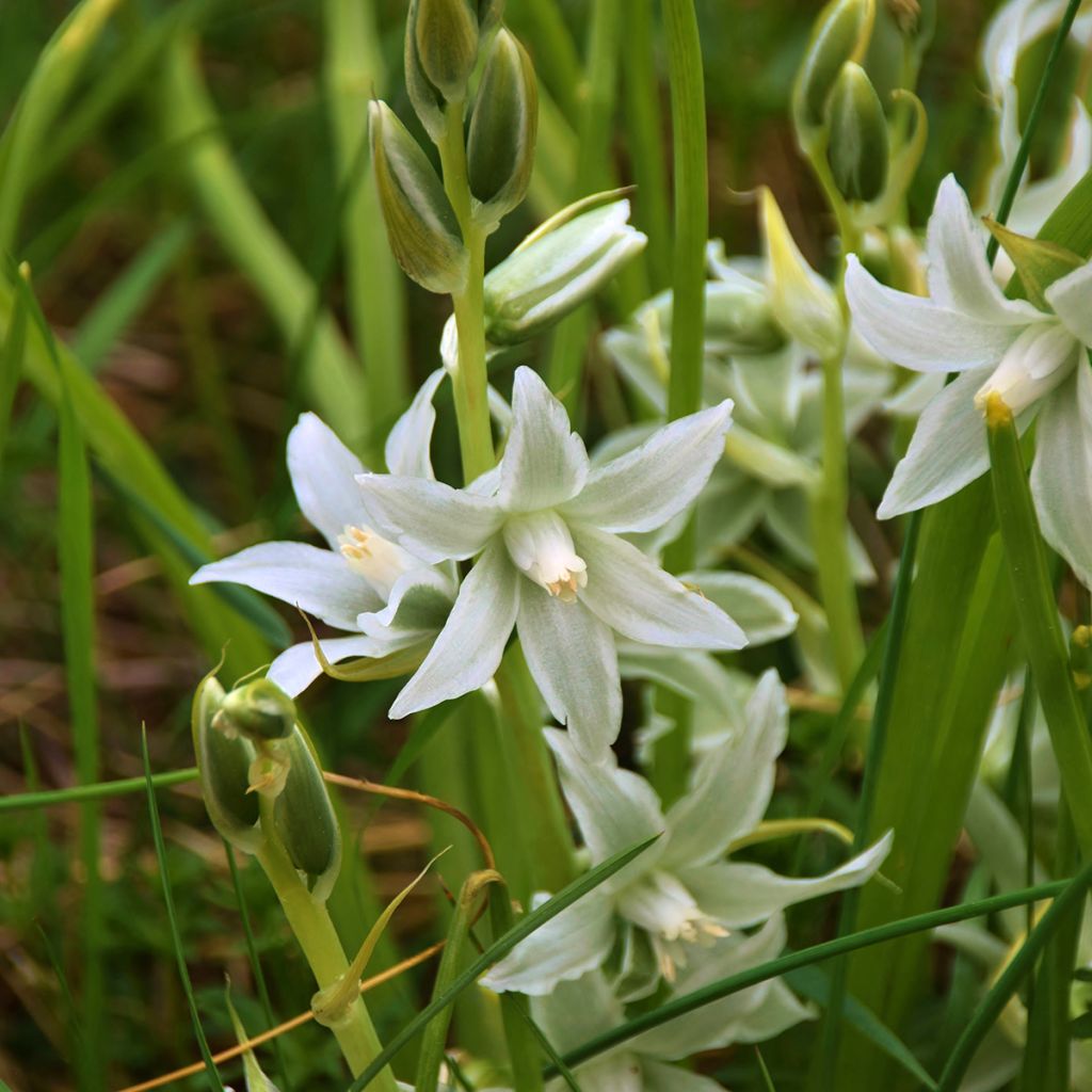 Cebulica syberyjska Alba