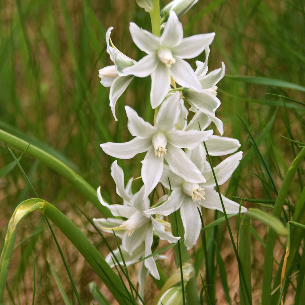 Cebulica syberyjska Alba