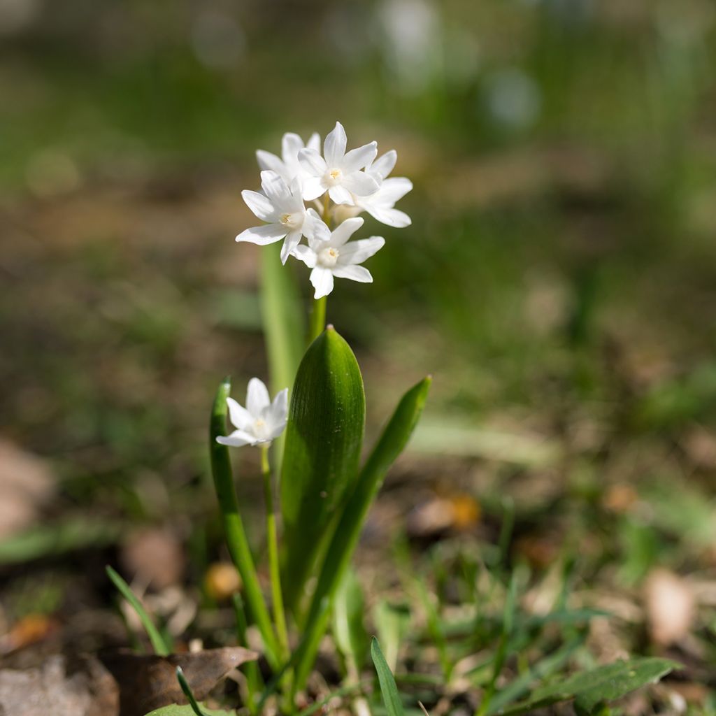 Cebulica syberyjska Alba