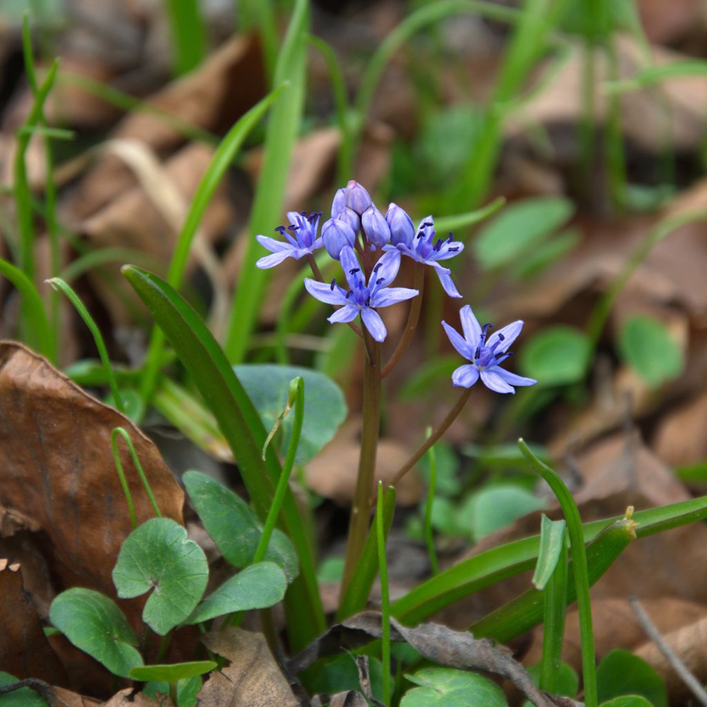 Cebulica syberyjska Spring Beauty