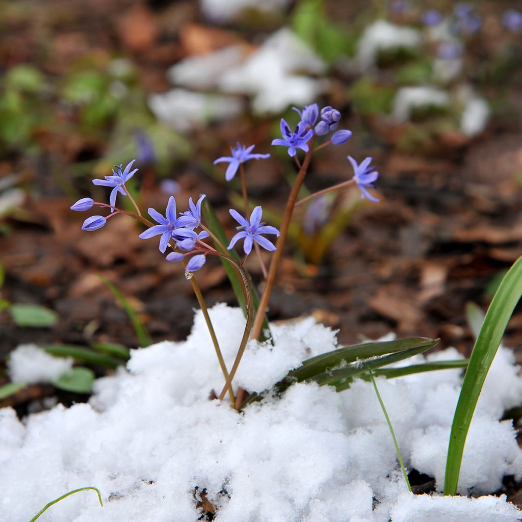 Cebulica syberyjska Spring Beauty