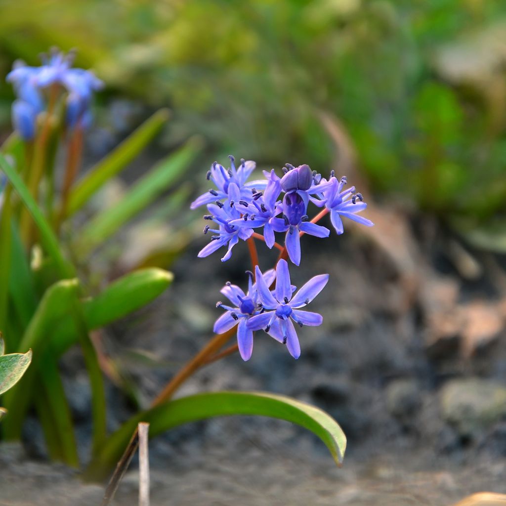 Cebulica syberyjska Spring Beauty