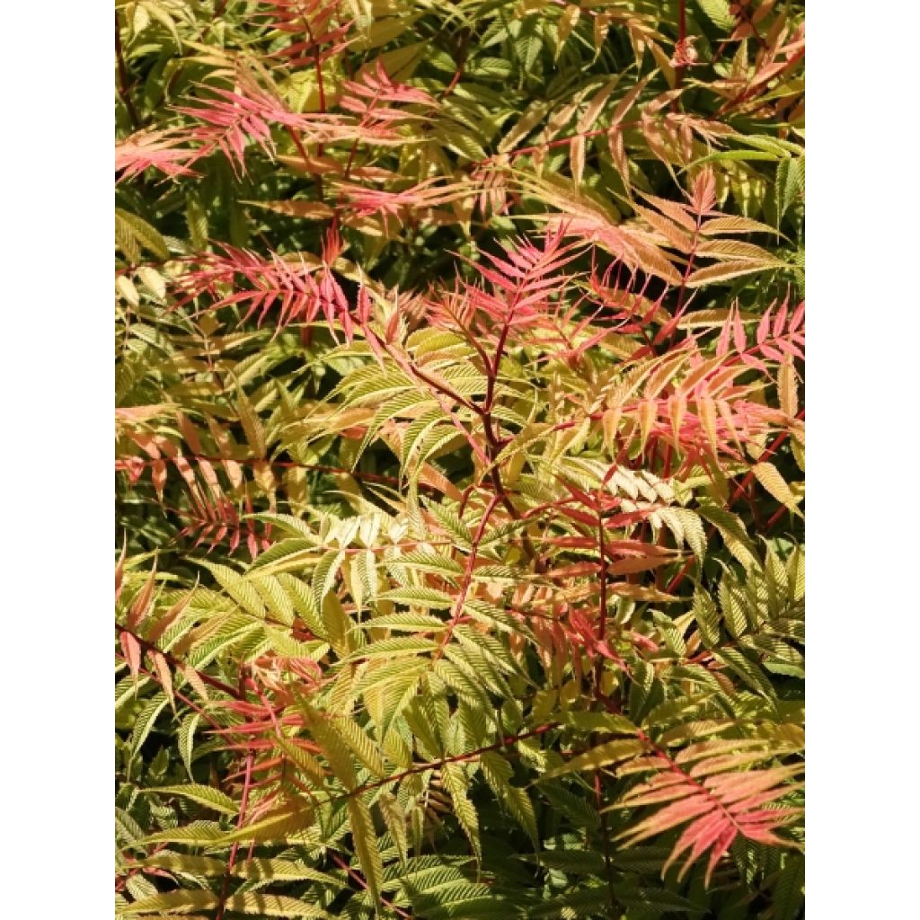 Tawlina jarzębolistna Sem - Sorbaria sorbifolia