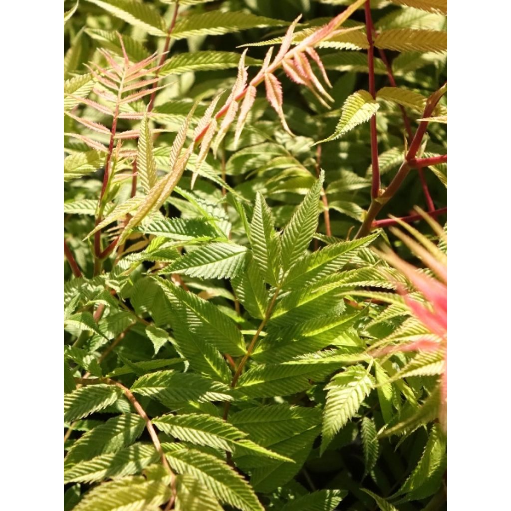 Tawlina jarzębolistna Sem - Sorbaria sorbifolia