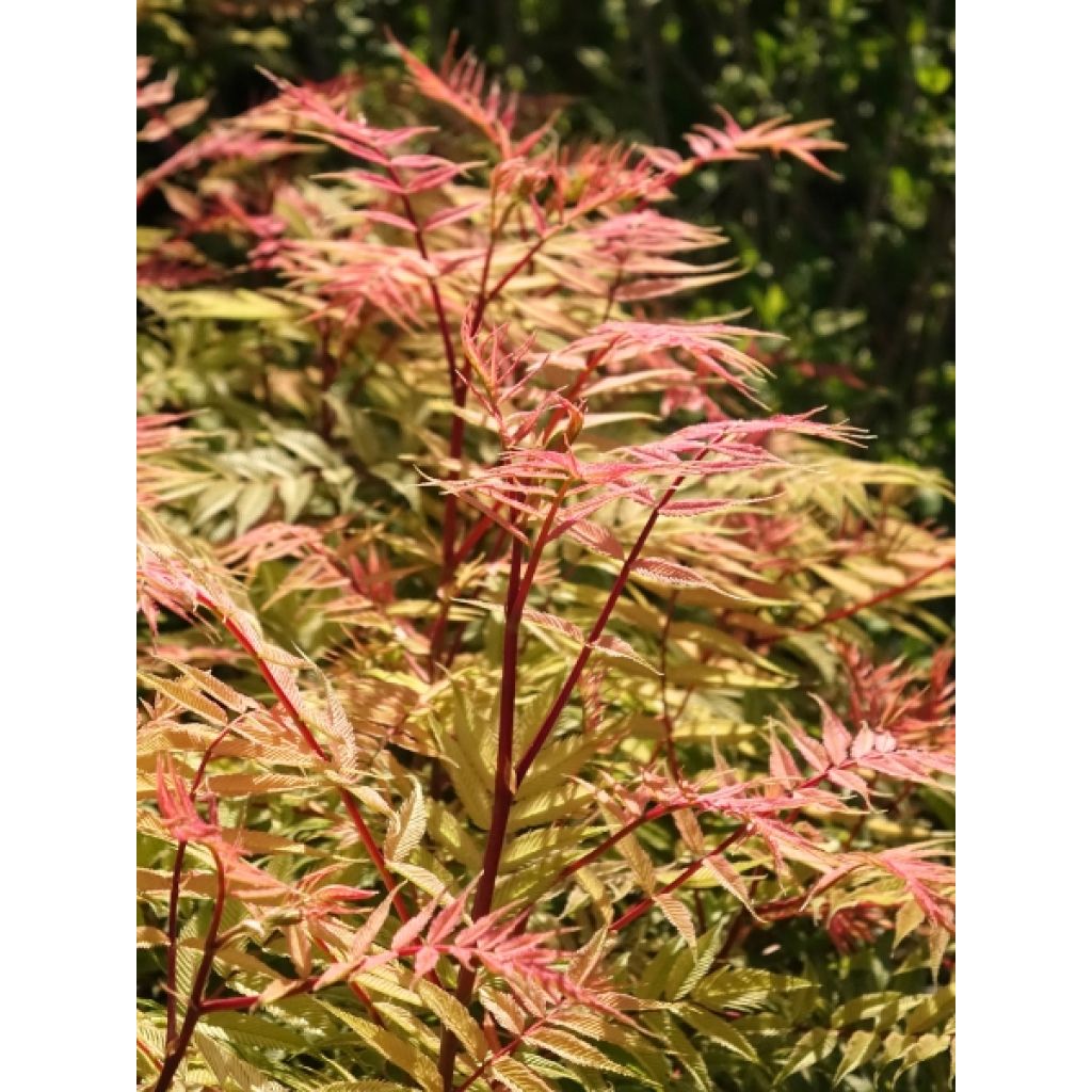 Tawlina jarzębolistna Sem - Sorbaria sorbifolia