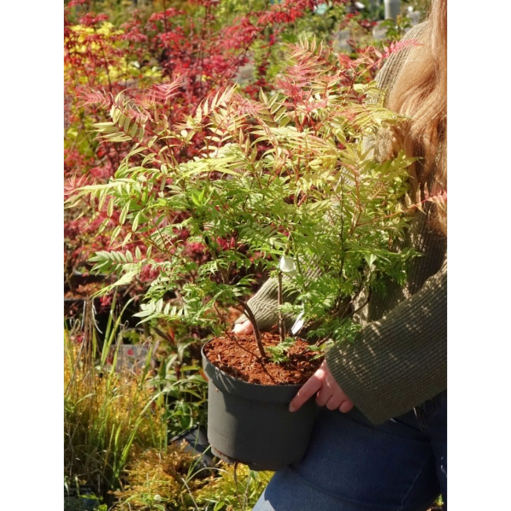 Tawlina jarzębolistna Sem - Sorbaria sorbifolia