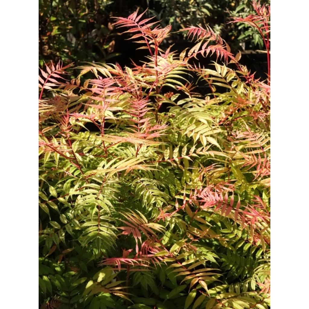 Tawlina jarzębolistna Sem - Sorbaria sorbifolia