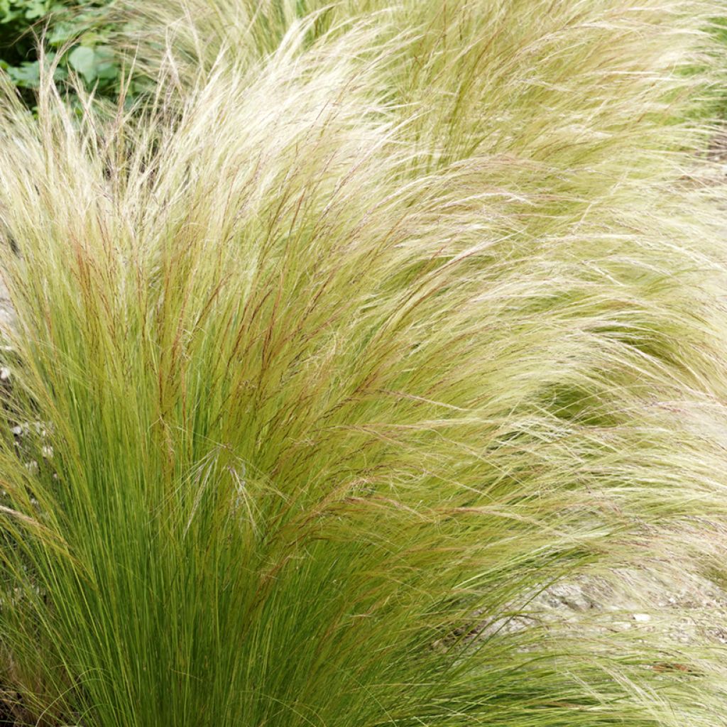 Ostnica cieniutka - Stipa tenuifolia