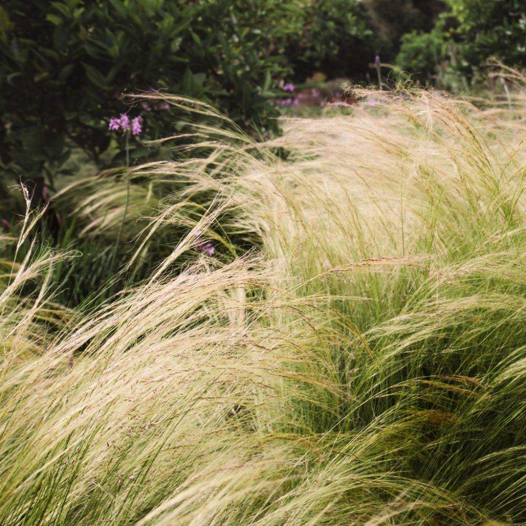 Ostnica cieniutka - Stipa tenuifolia